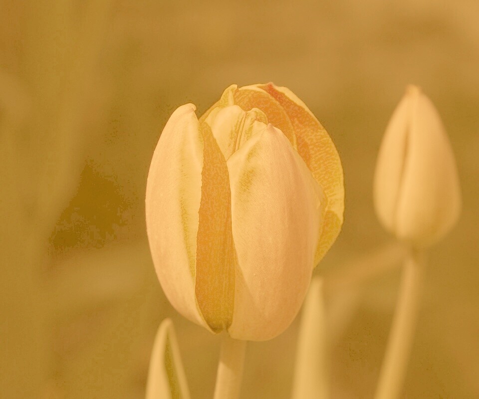 Распускающийся тюльпан обои