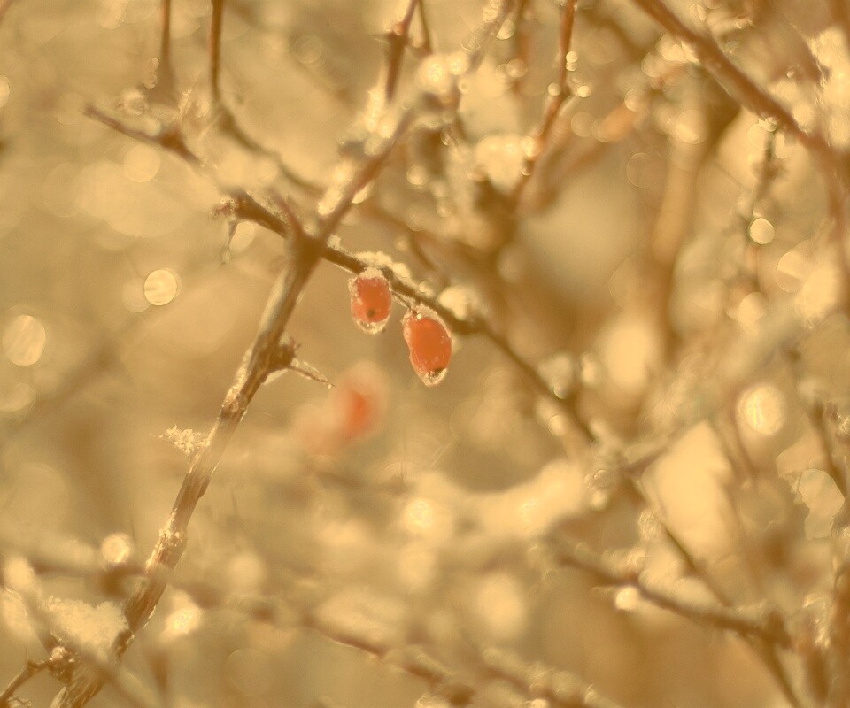 Замерзшие ягоды обои