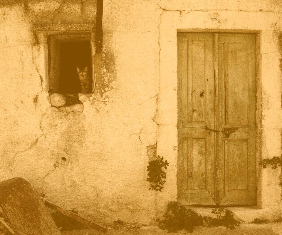 Кот выглядывает из разрушенного дома обои