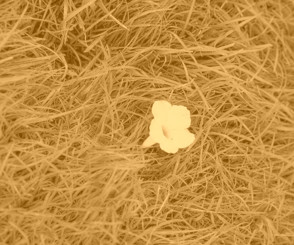 Белый цветок обои