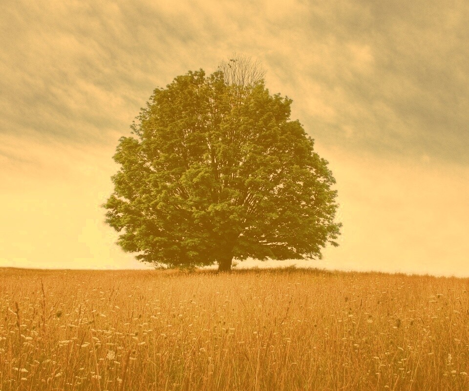 Зеленое дерево в желтом поле обои