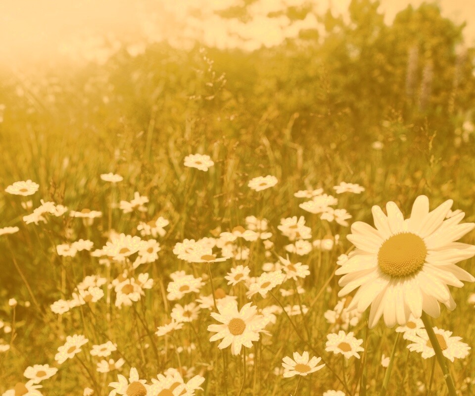 Солнечные ромашки обои