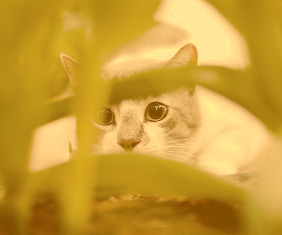 Кот в засаде обои