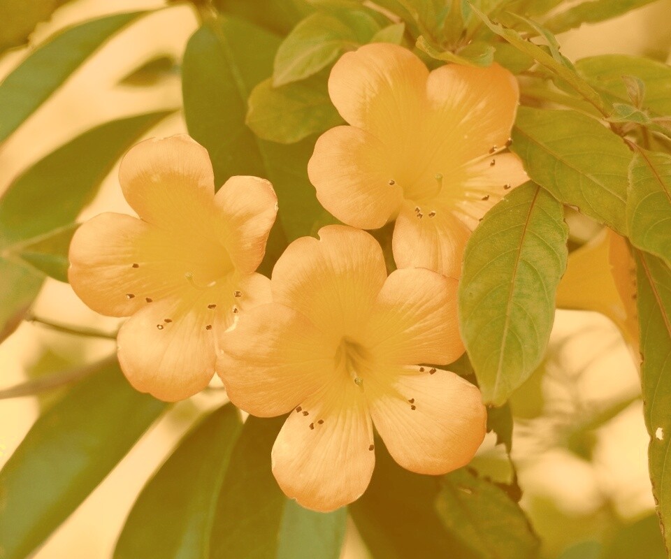 Оранжевые цветочки обои