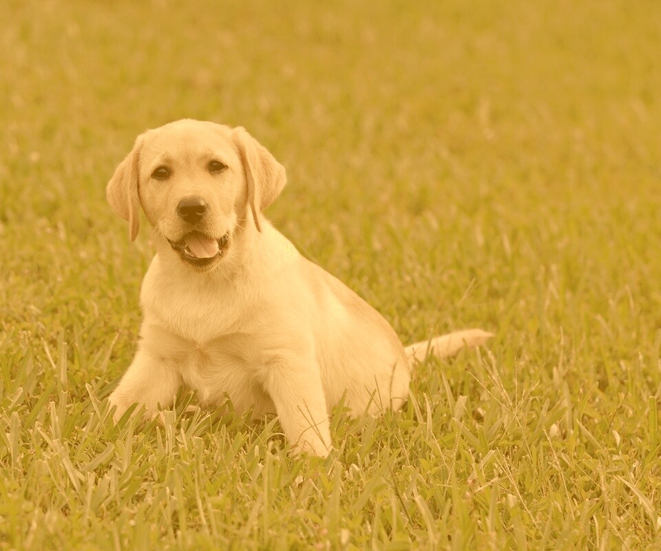 Щенок лабрадора в траве обои