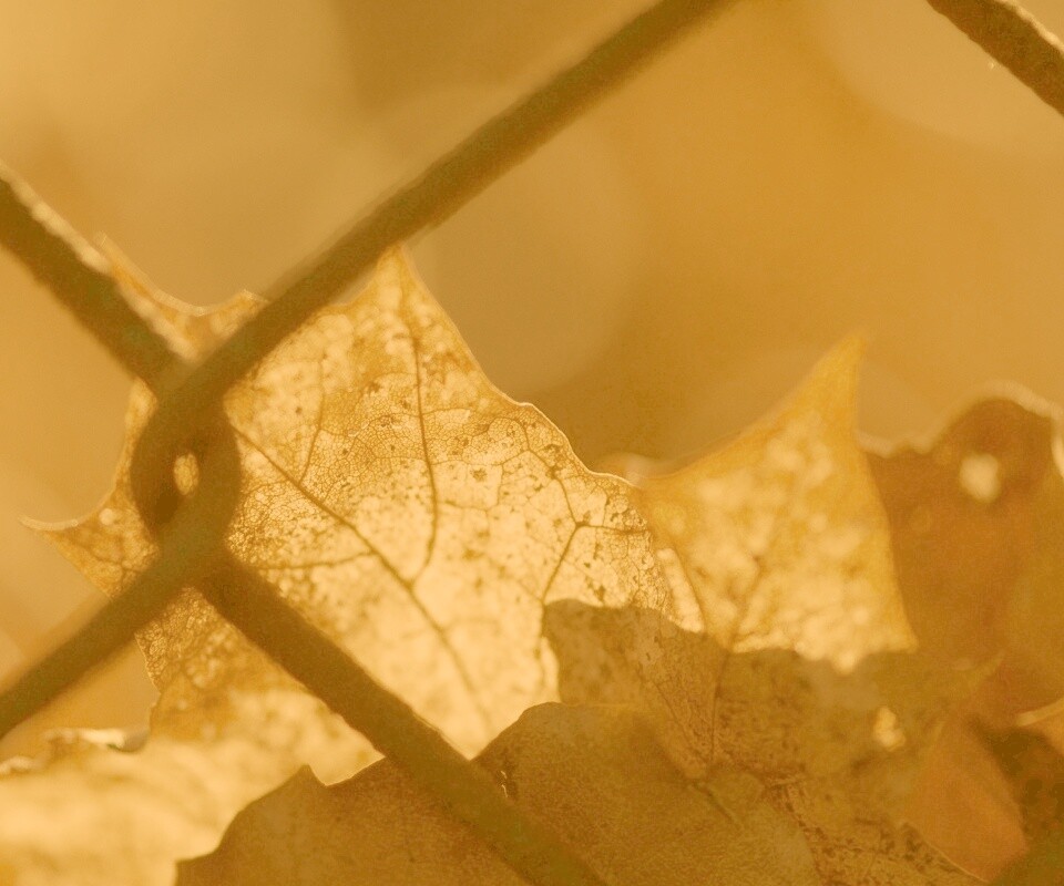 Осенний лист на забором обои