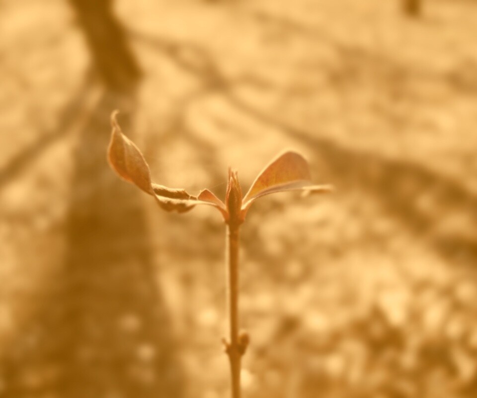 Красный росток обои