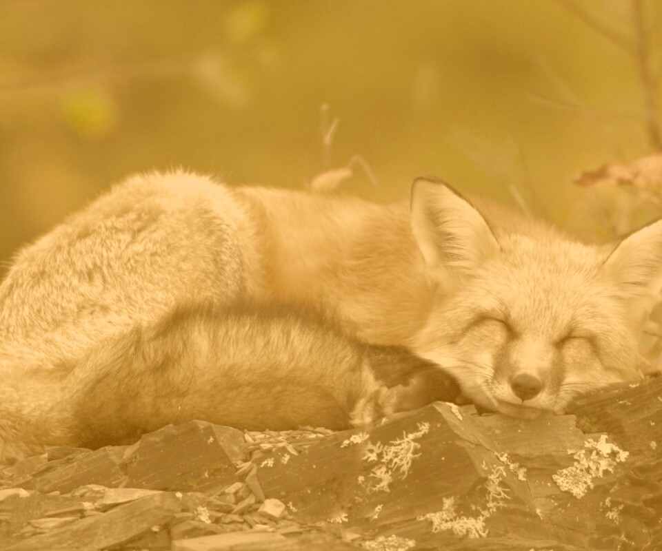 Спящая лиса обои