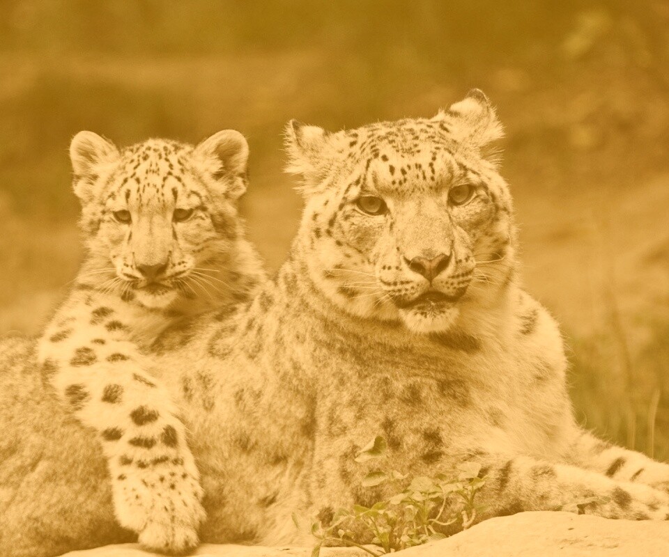 Самка снежного барса с котенком обои