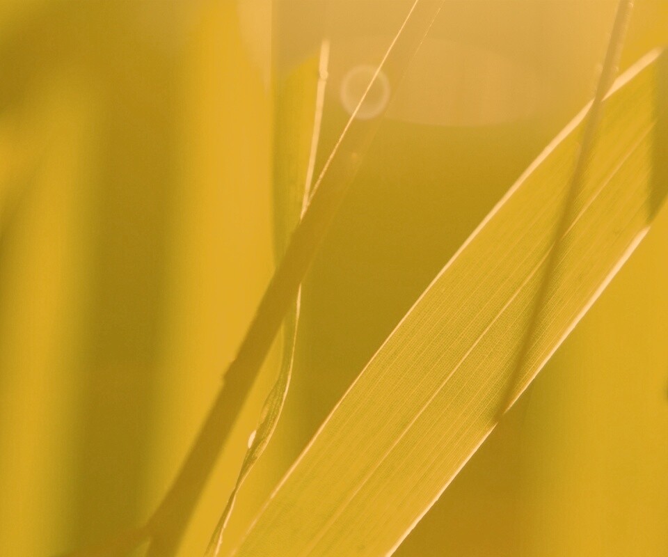 Яркая зелень обои