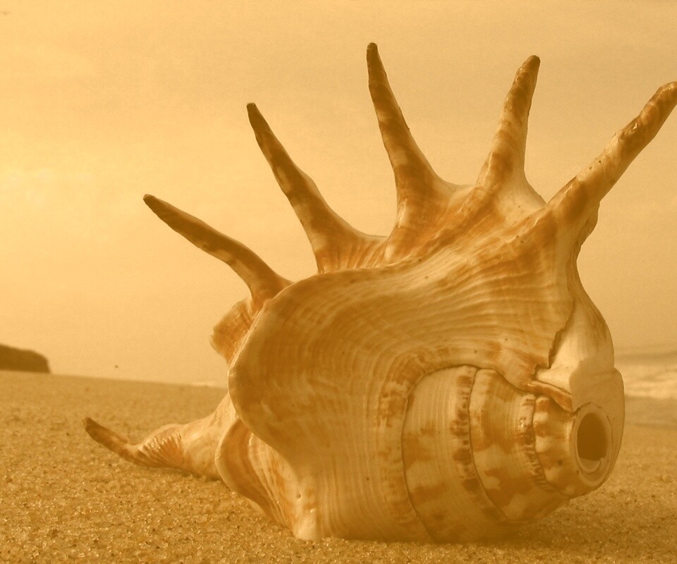 Раковина с гребнем обои