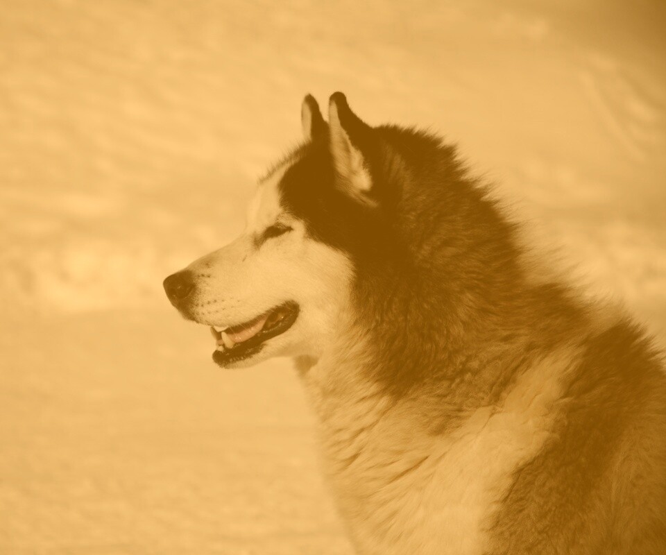 Хаска улыбается обои