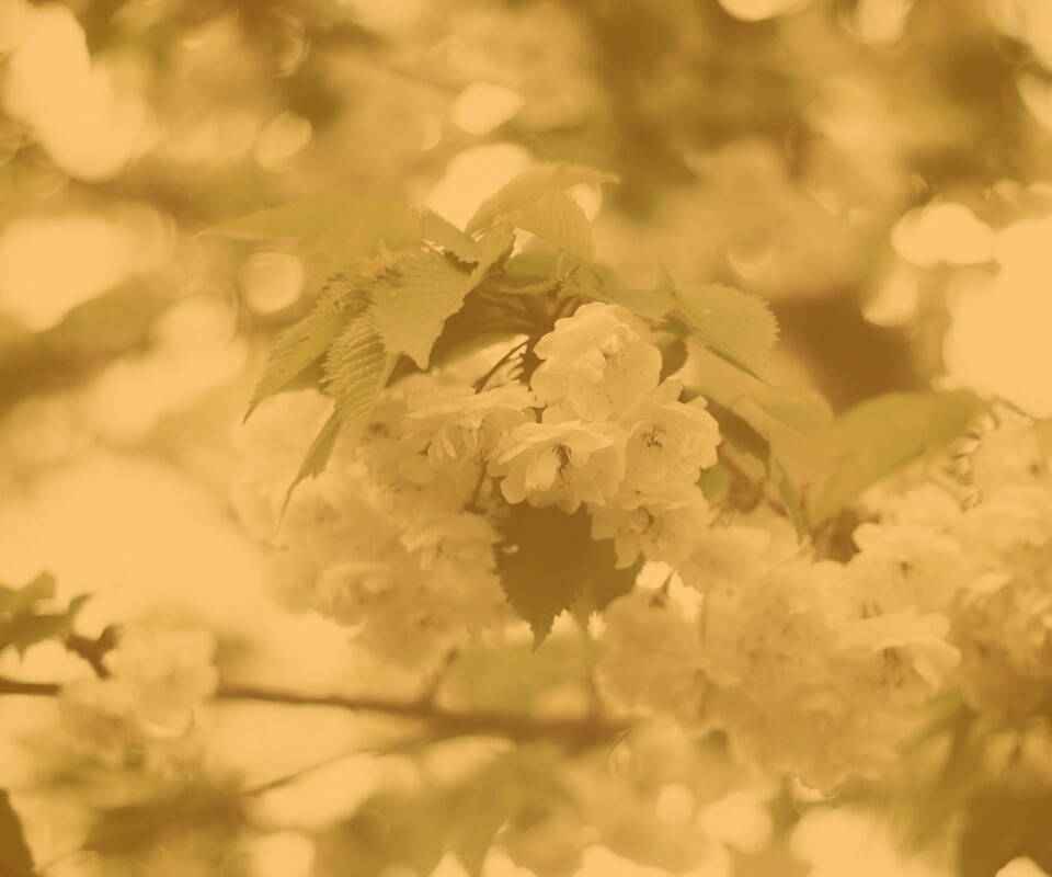 Цветущее дерево обои