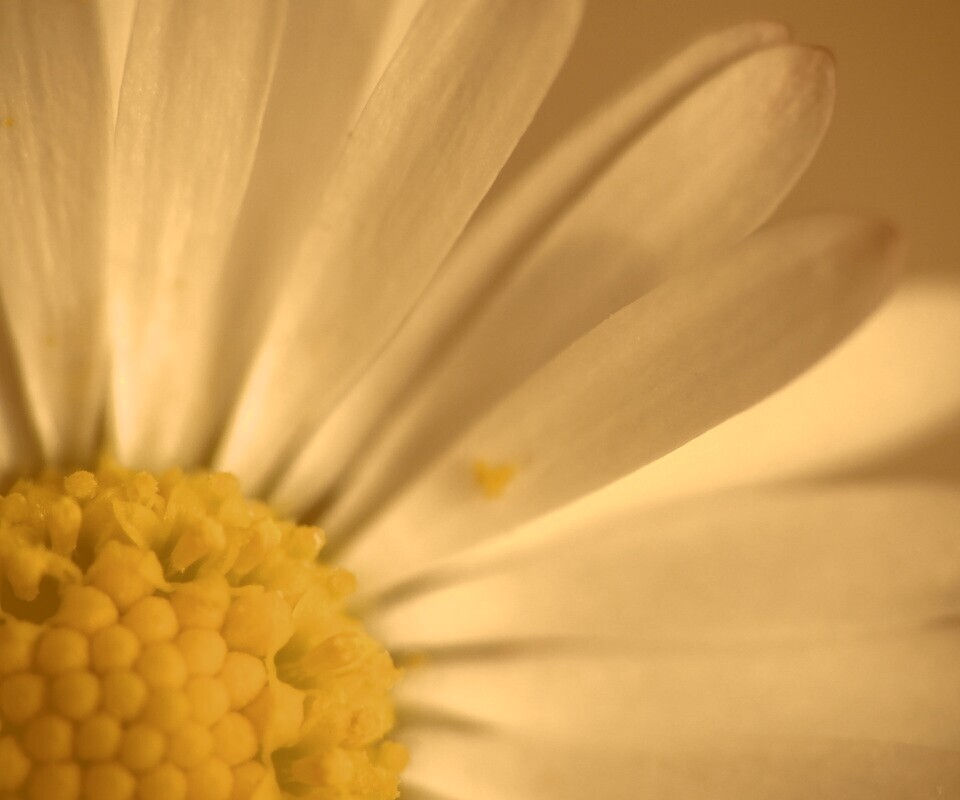 Ромашка обои