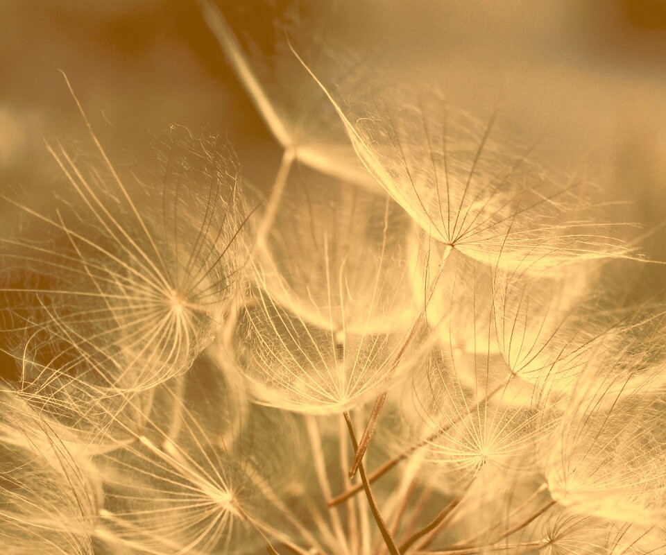 Семена одуванчика обои
