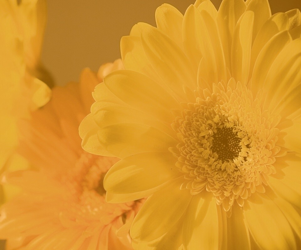 Желтый гербер обои