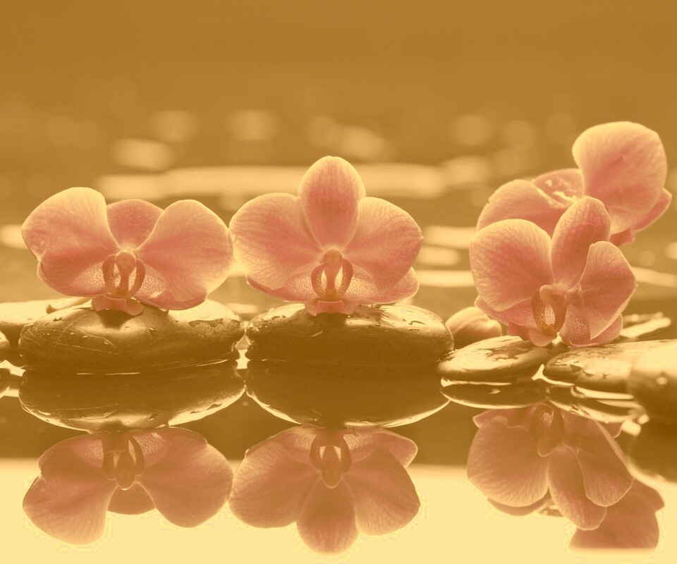 Орхидеи на камнях обои