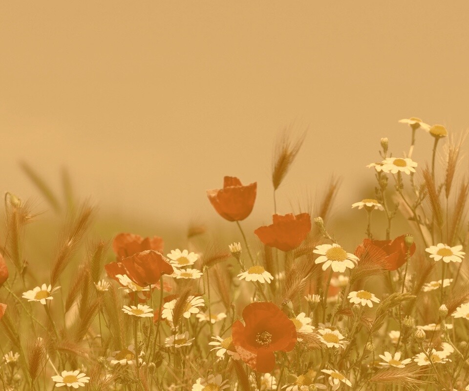 Цветы в поле обои