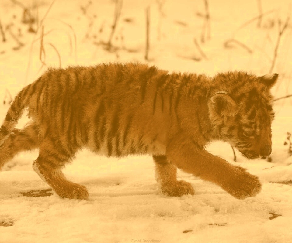 Тигренок на снегу обои