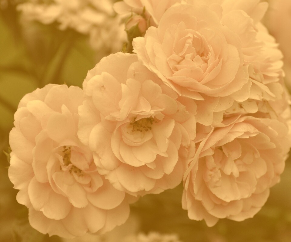 Розовые цветы обои