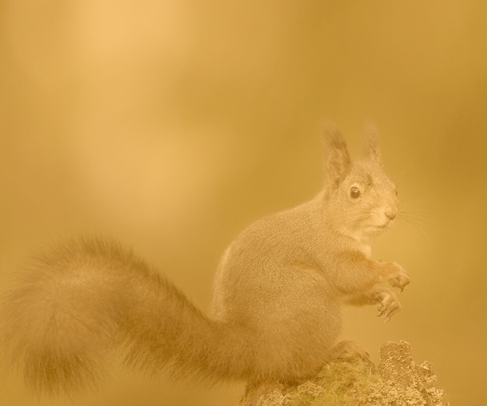 Белку застали врасплох обои