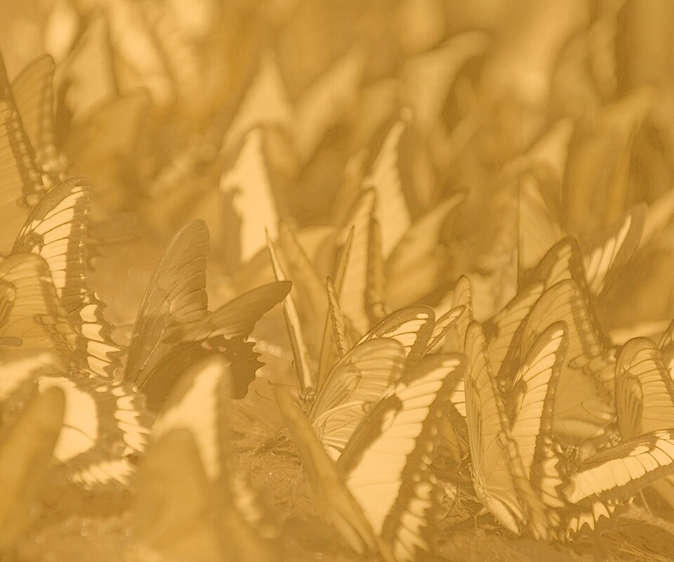 Стая бабочек обои