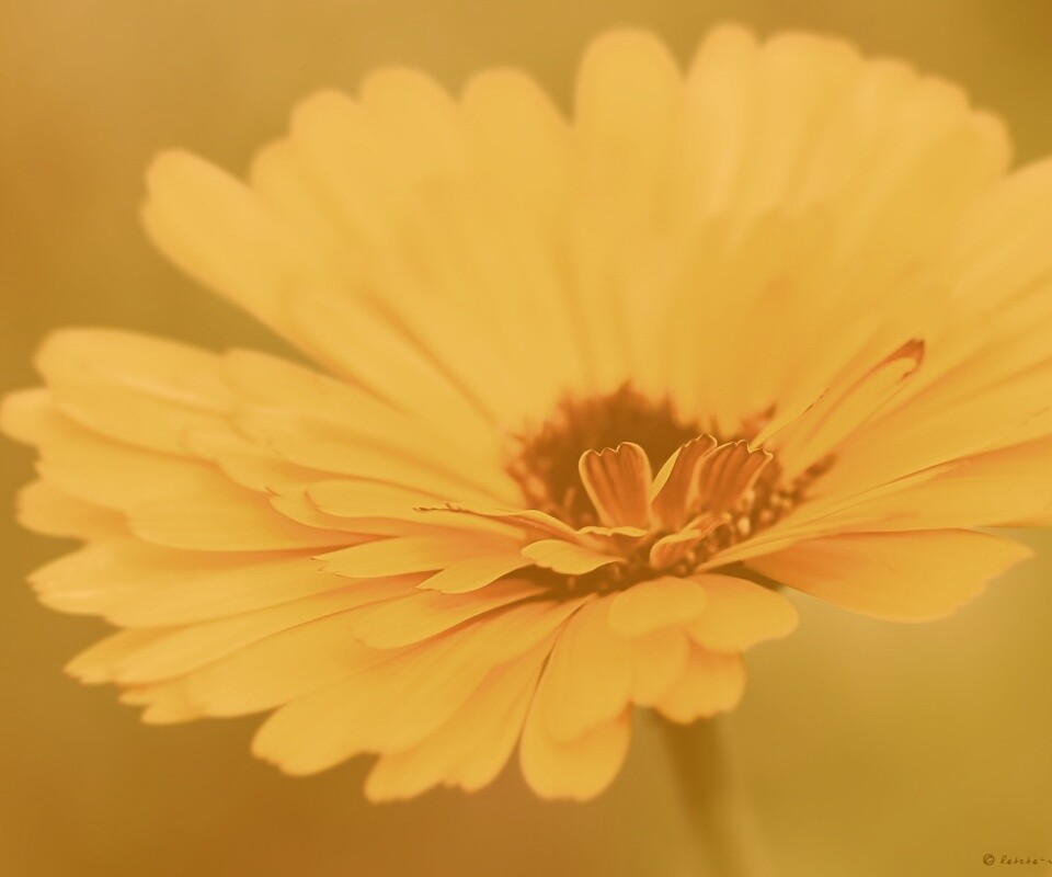 Желтый гербер обои