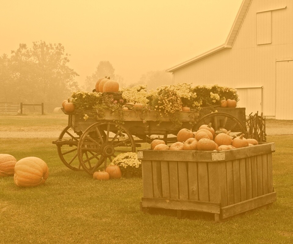 Урожай тыков обои