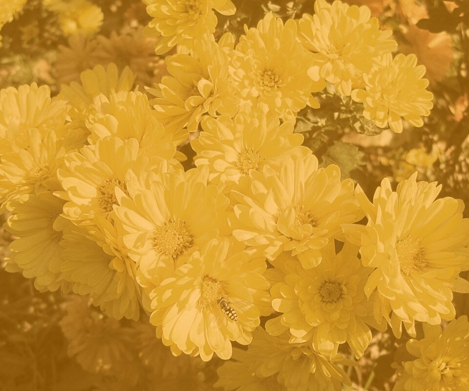 Оса на желтых герберах обои