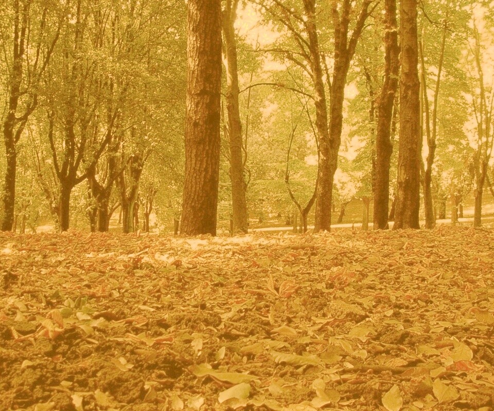 Ранняя осень обои