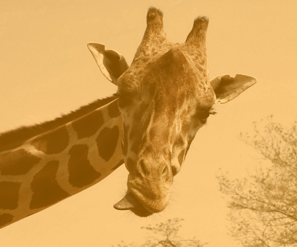 Жираф показывает язык обои