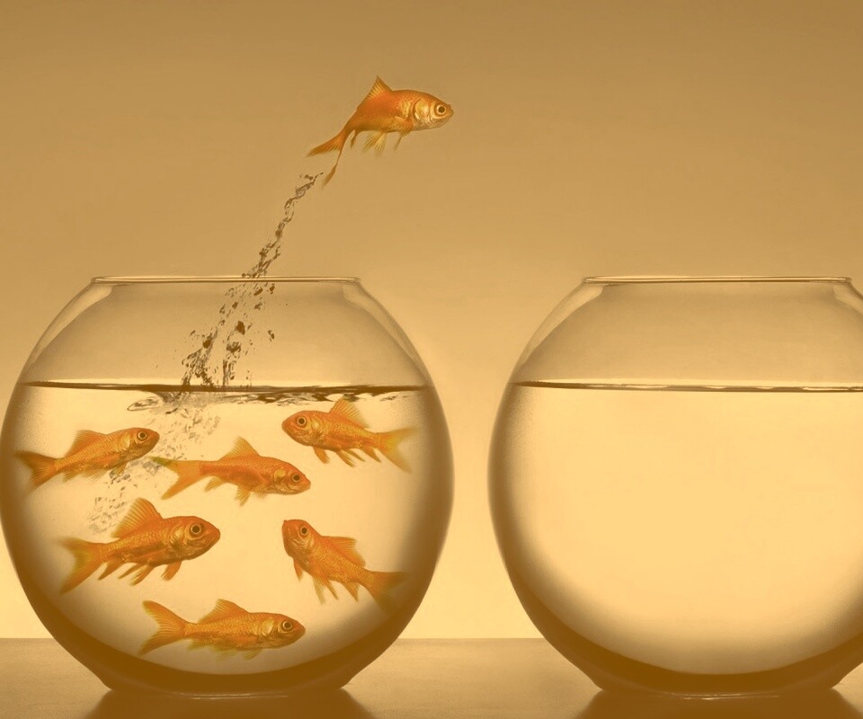 Побег рыбки обои