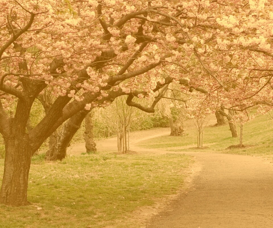 Дорожка между деревьями обои