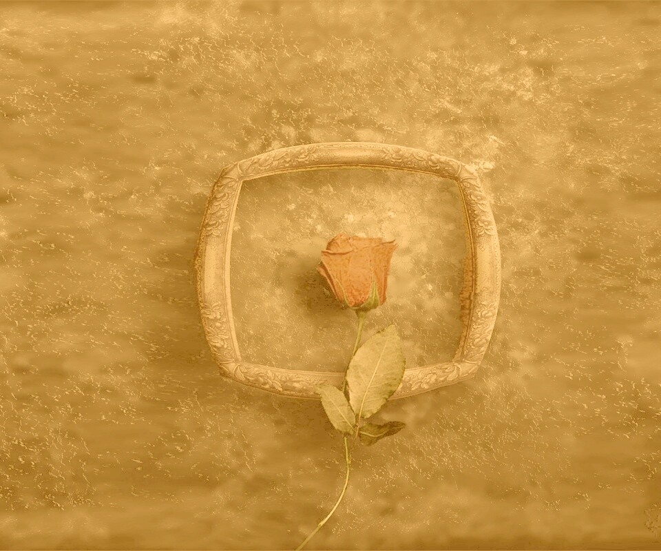 Роза на картинной раме обои