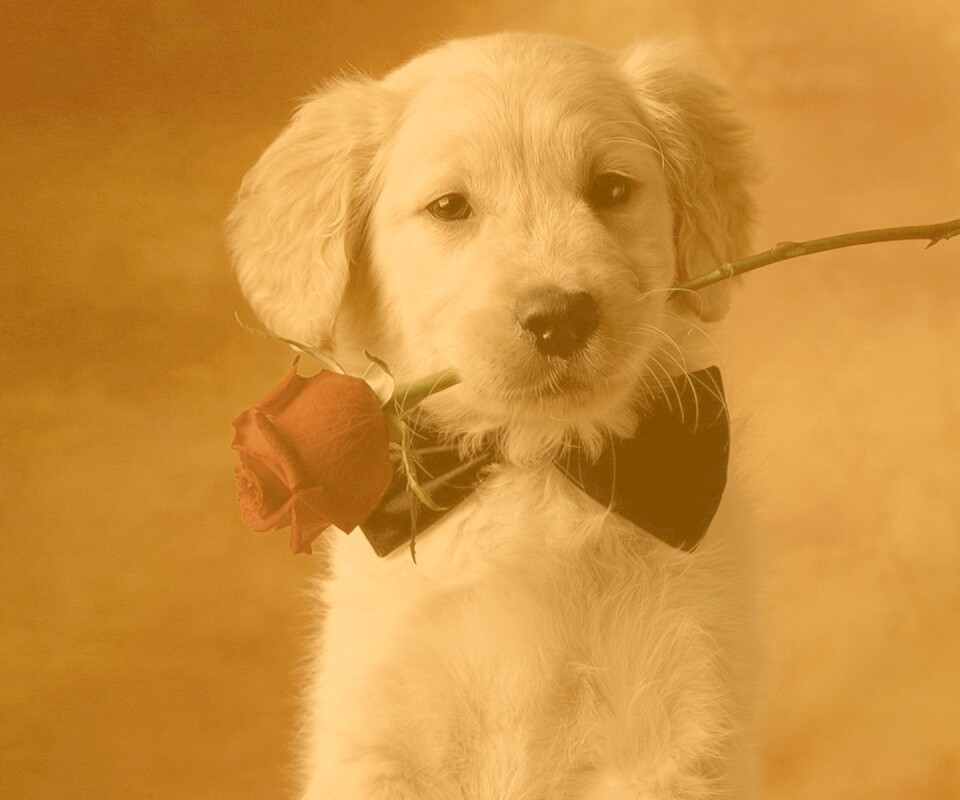 Щенок с розой в зубах обои