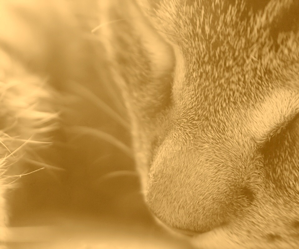 Мордочка кота обои