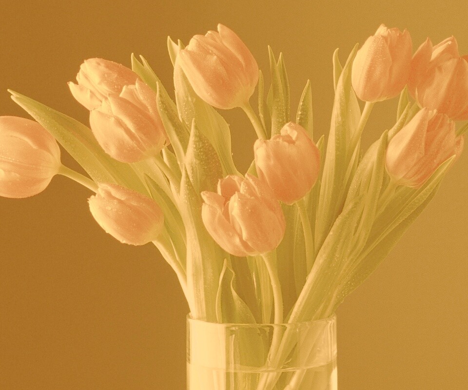 Букет тюльпанов обои