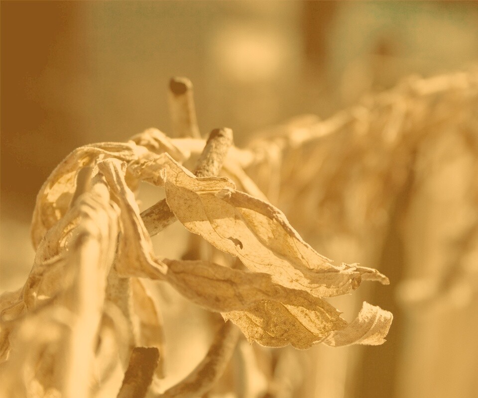 Сухие листья на железном заборе обои