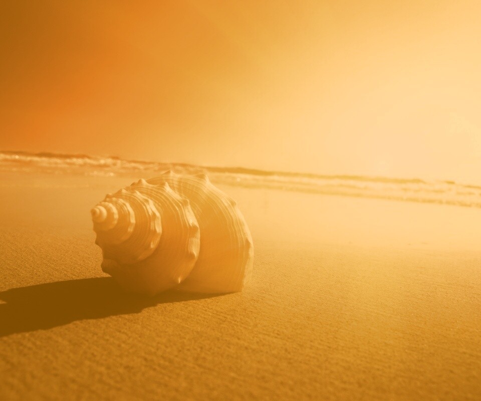 Золотистая ракушка обои