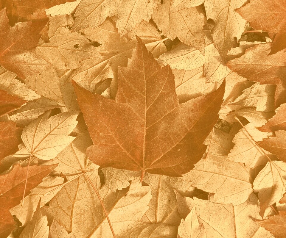 Флаг Канады из листьев обои