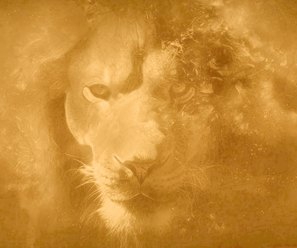 Фас льва обои
