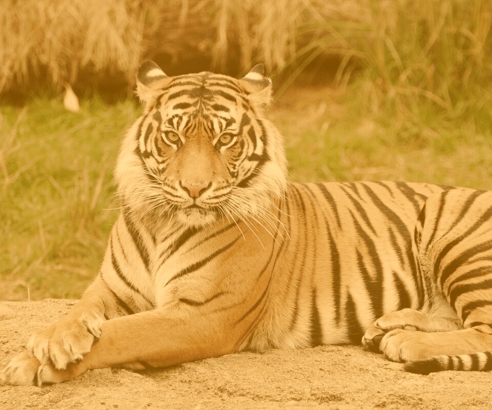 Тигр отдыхает обои
