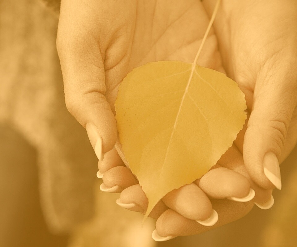 Осенний лист в руках обои