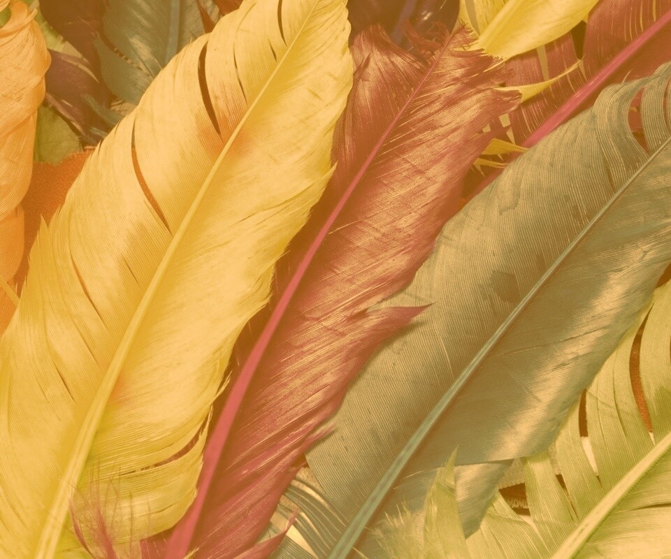 Разноцветные перья обои