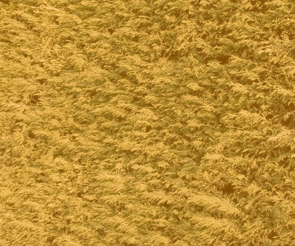 Густые хвойные заросли обои