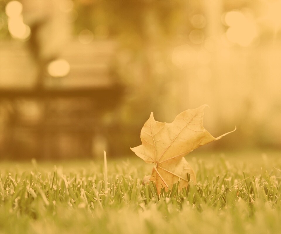 Зеленый лист на траве обои