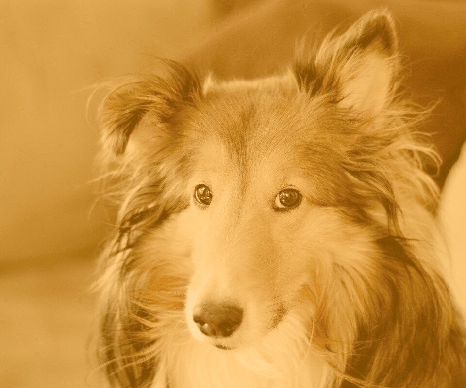 Колли с умными глазами обои