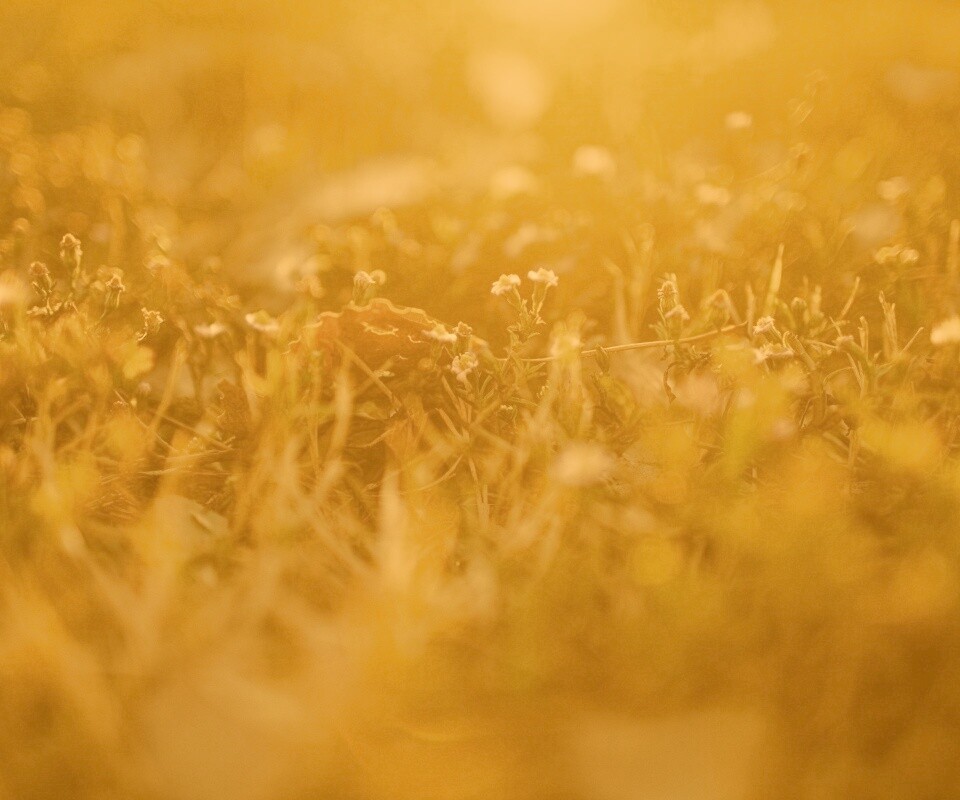 Полевые цветы в закатном солнце обои