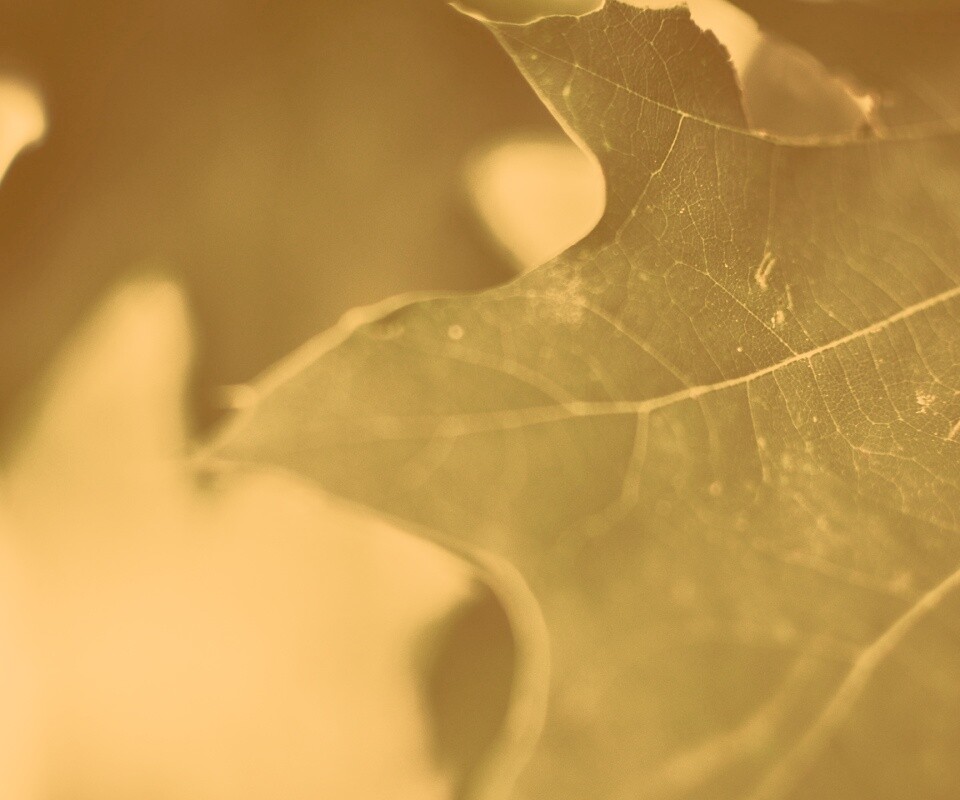 Темно-зеленый лист в макро обои