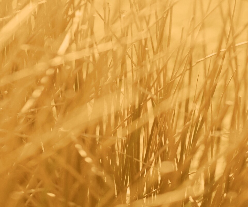 Высохшие травяные стебли обои